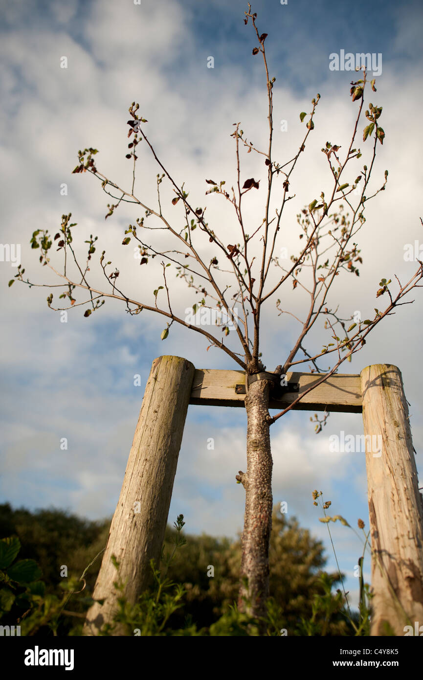 Un árbol rotas por los vándalos que muestra un nuevo crecimiento, UKJ Foto de stock