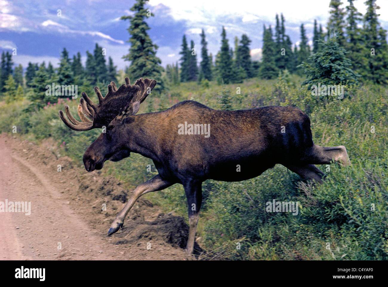 Un toro alces con grandes cuernos de repente guiones desde el desierto y se convierte en un peligro para los conductores sorprendidos en esta carretera sin pavimentar en Alaska, EE.UU. Foto de stock