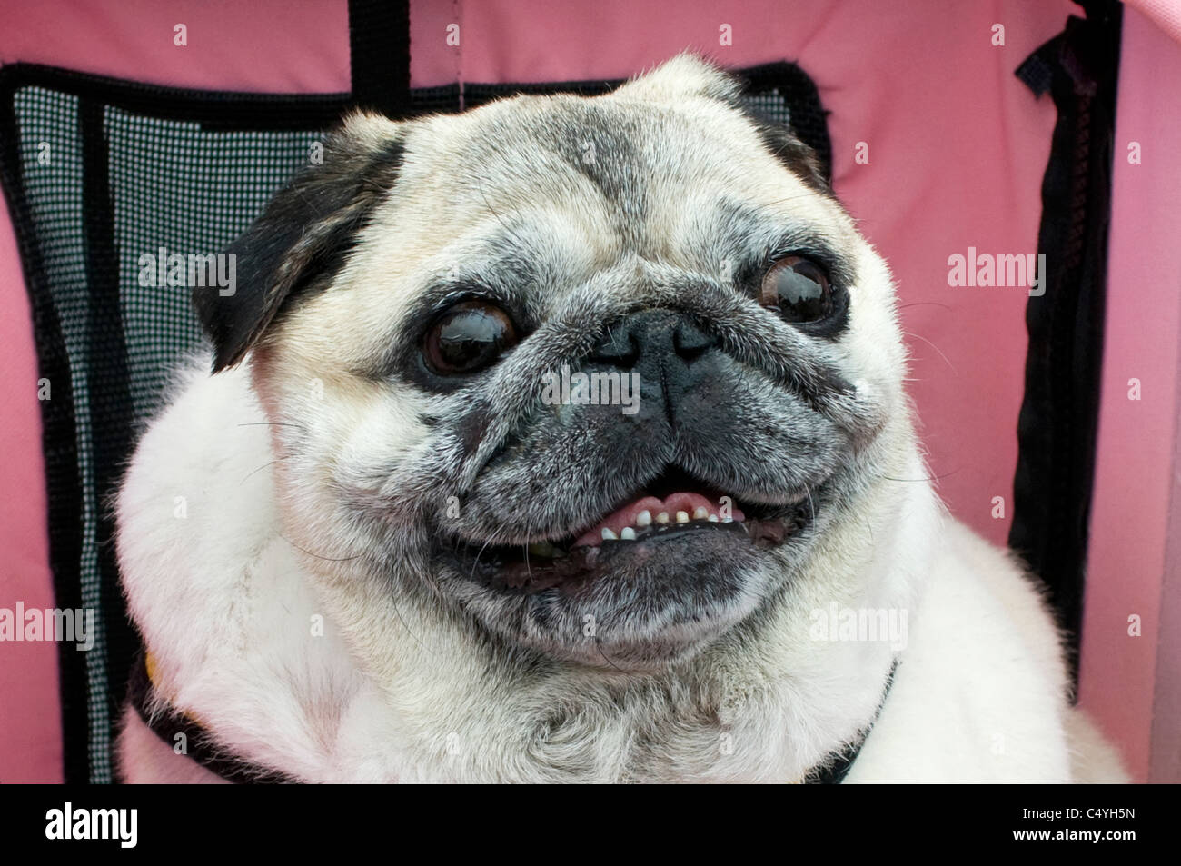 Cara de perro pug fotografías e imágenes de alta resolución - Alamy