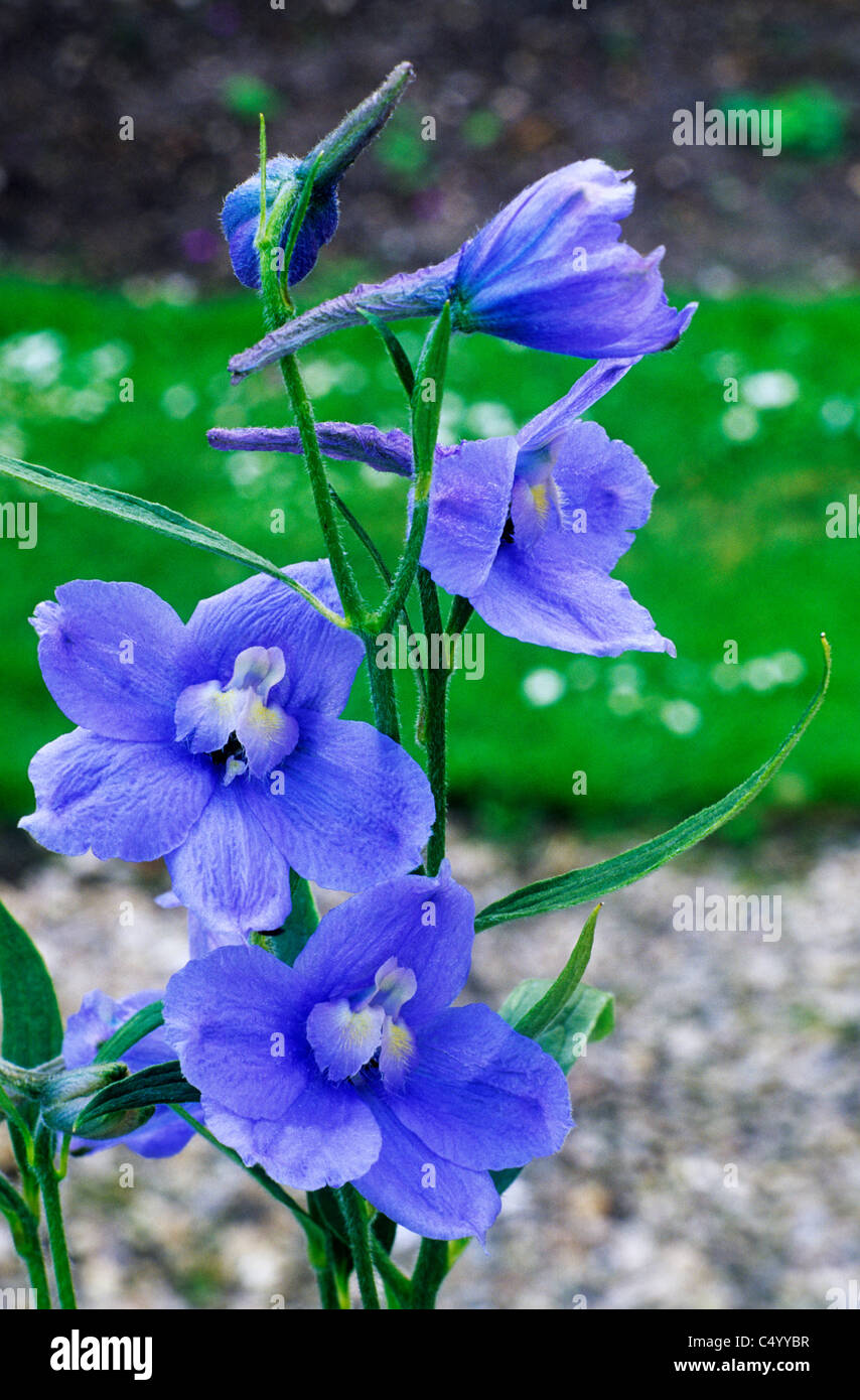 Belladonna Delphihium Cliveden delphiniums 'belleza' de color azul pálido flores  flores plantas plantas de jardín Fotografía de stock - Alamy
