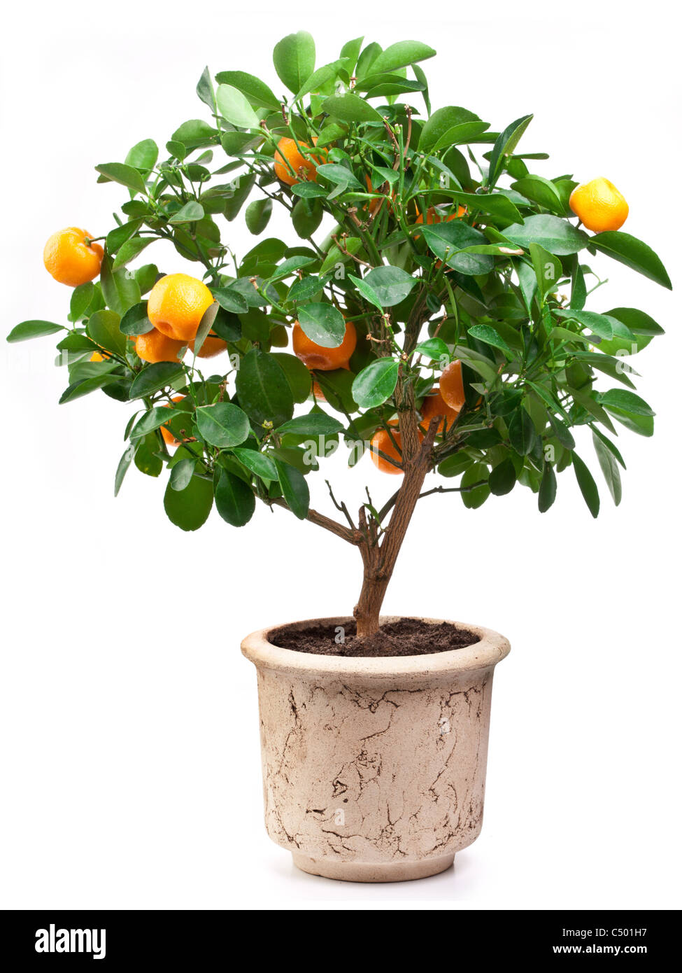 Mandarinas pequeño árbol sobre fondo blanco. Foto de stock