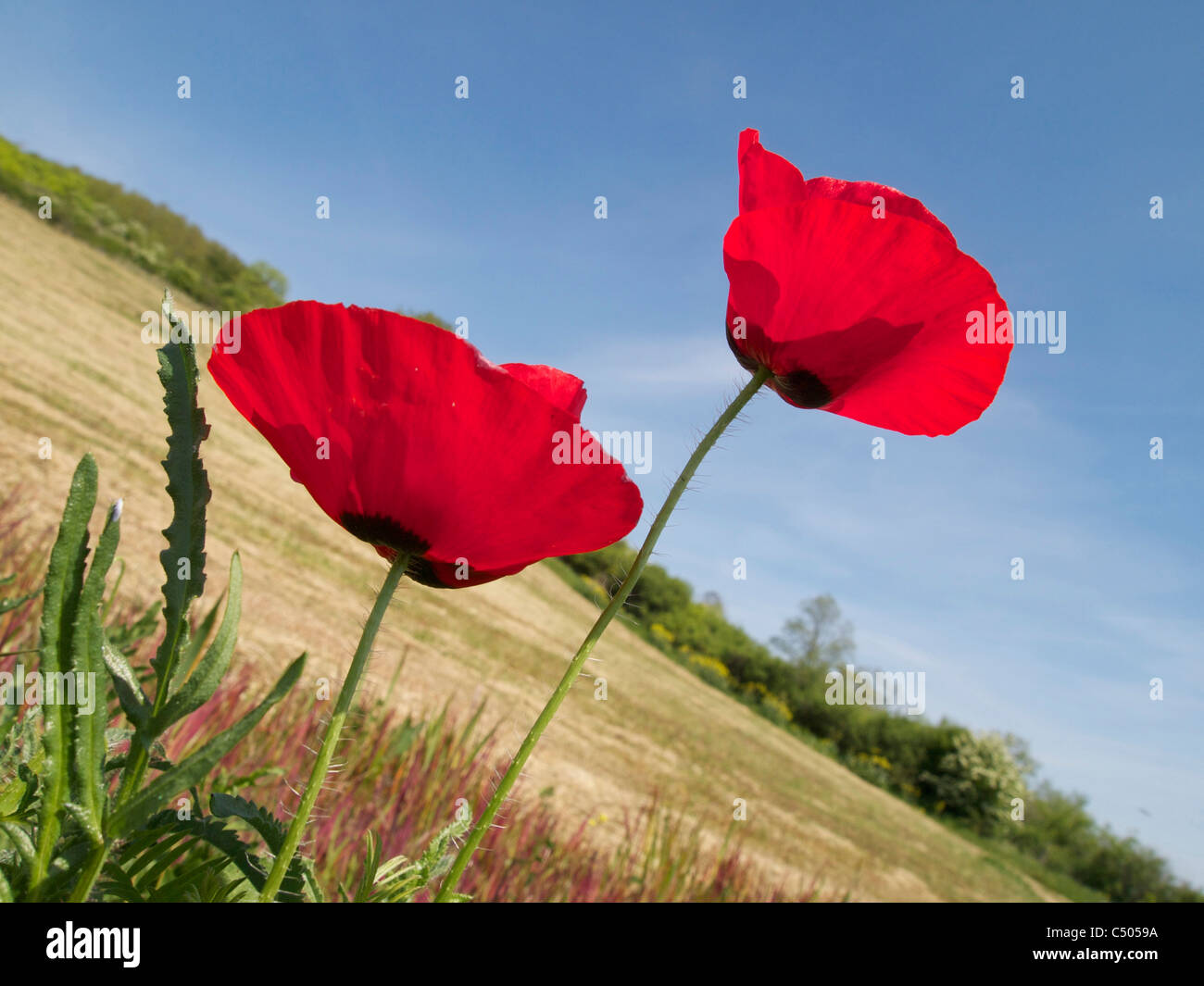 Amapolas rojas brillantes en un campo en Francia contra un cielo azul Foto de stock