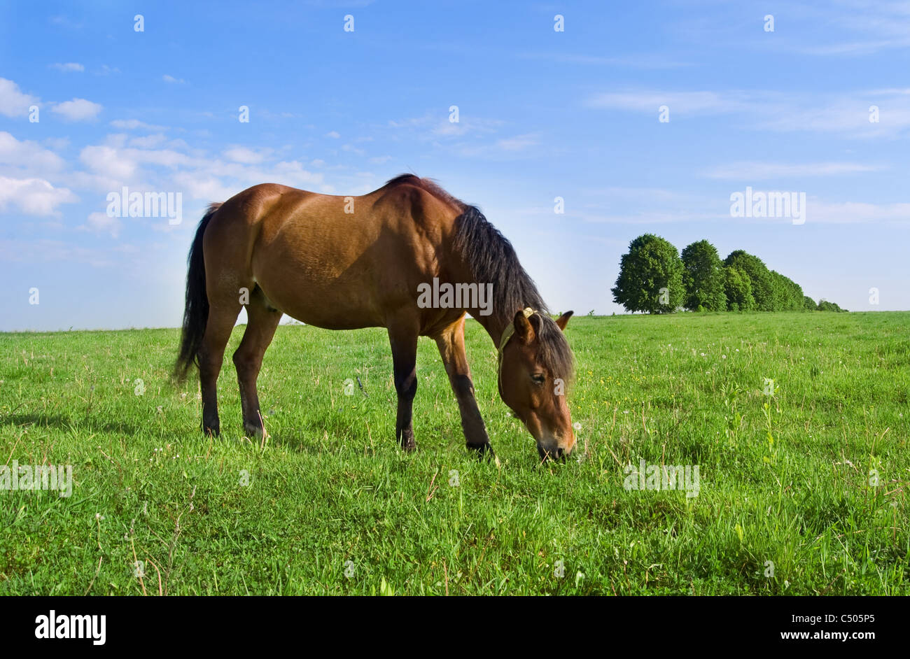 Caballo de rozaduras en el campo en un cielo de fondo Foto de stock