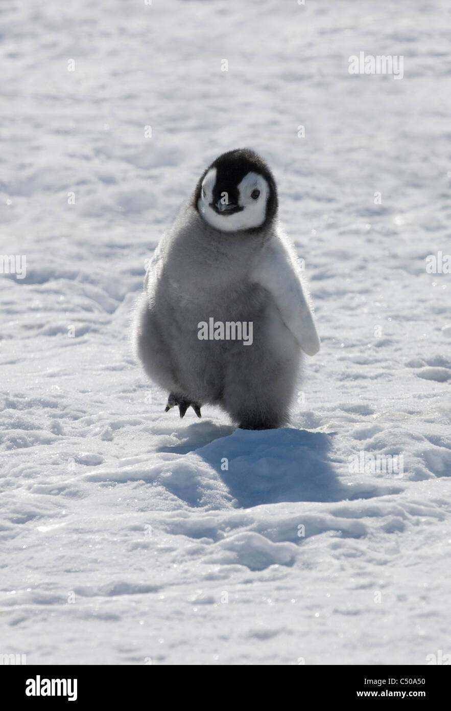 El pingüino emperador chick sobre hielo, la isla Snow Hill, la Antártida Foto de stock