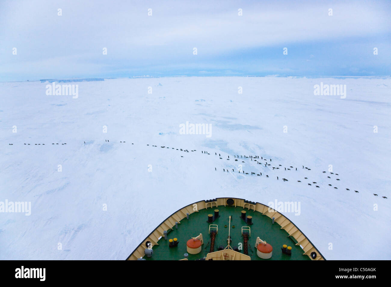 Vista de los pingüinos emperador marchando sobre hielo desde el buque a proa, La Isla Snow Hill, la Antártida Foto de stock