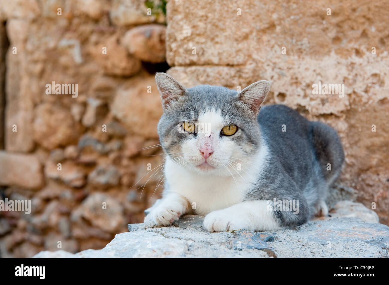 Gato callejero griego en el casco antiguo de la ciudad de Monemvasia  Fotografía de stock - Alamy