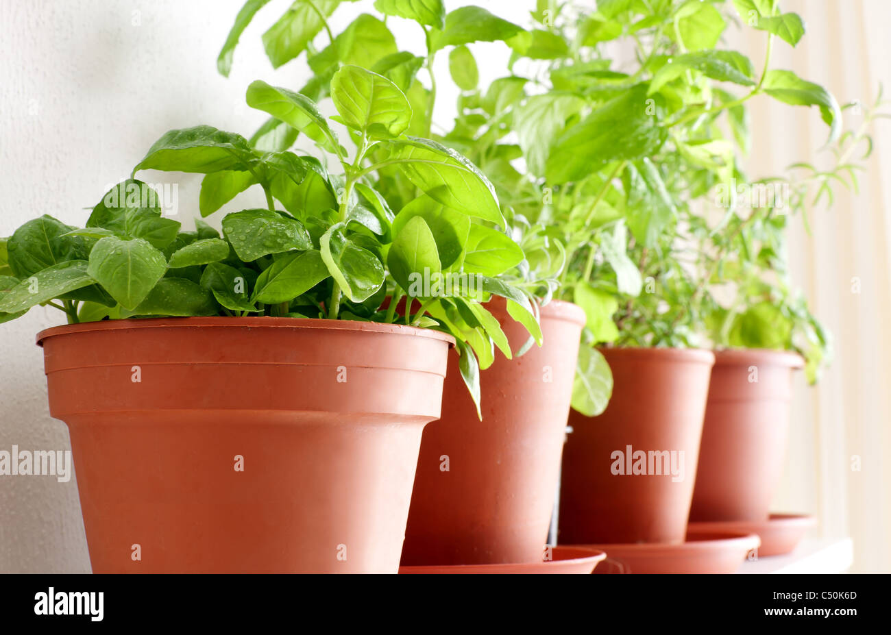 Hierbas en macetas en la estantería - albahaca, romero y menta Fotografía  de stock - Alamy