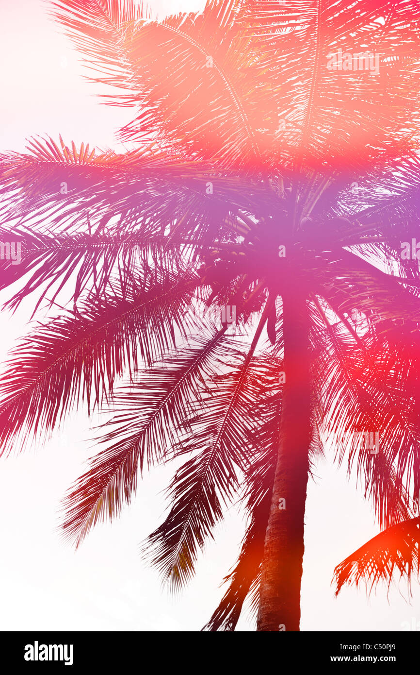 Silueta abstracta de una hermosa palmera de coco. Foto de stock