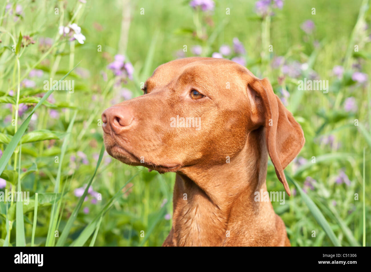 Un closeup retrato de un perro Vizsla húngaro morado con flores silvestres y pasto verde en el fondo, Foto de stock