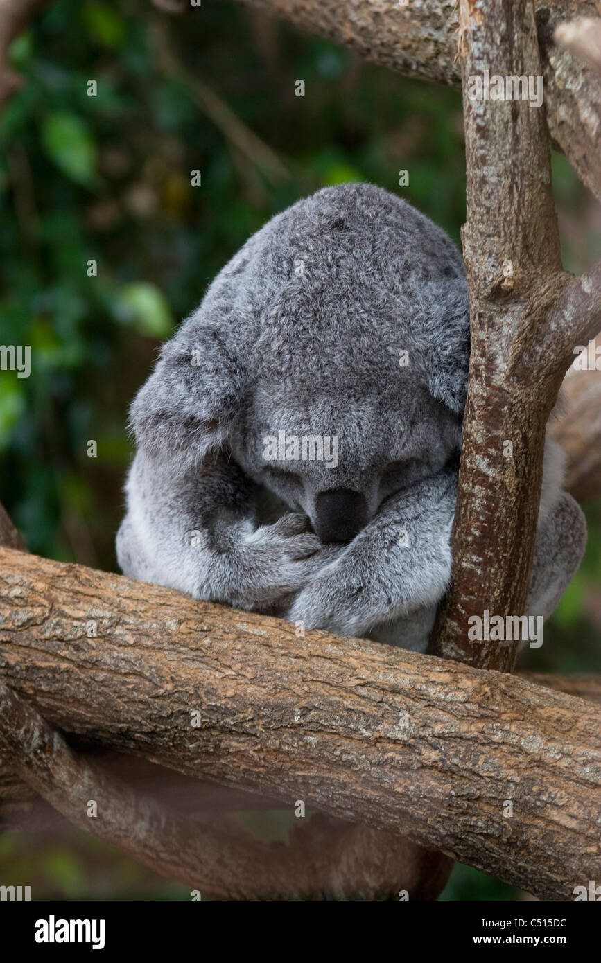 El Koala durmiendo en el árbol Foto de stock