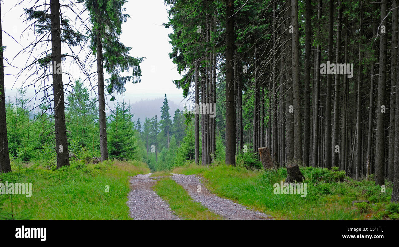 Los bosques de montaña y ruta Foto de stock