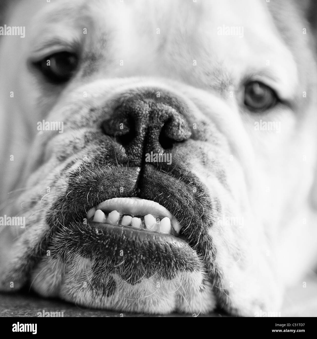 English bulldog teeth fotografías e imágenes de alta resolución Alamy