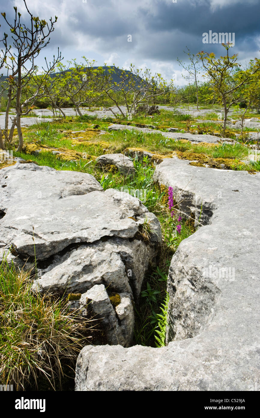 Pavimento de piedra caliza con las primeras orquídeas púrpura, Capilla-le-Dale, Yorkshire Dales National Park, Reino Unido. Ingleborough en la distancia. Foto de stock