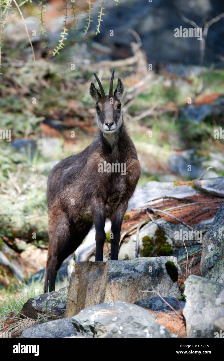 Chamois (Rupicapra rupicapra) Foto de stock