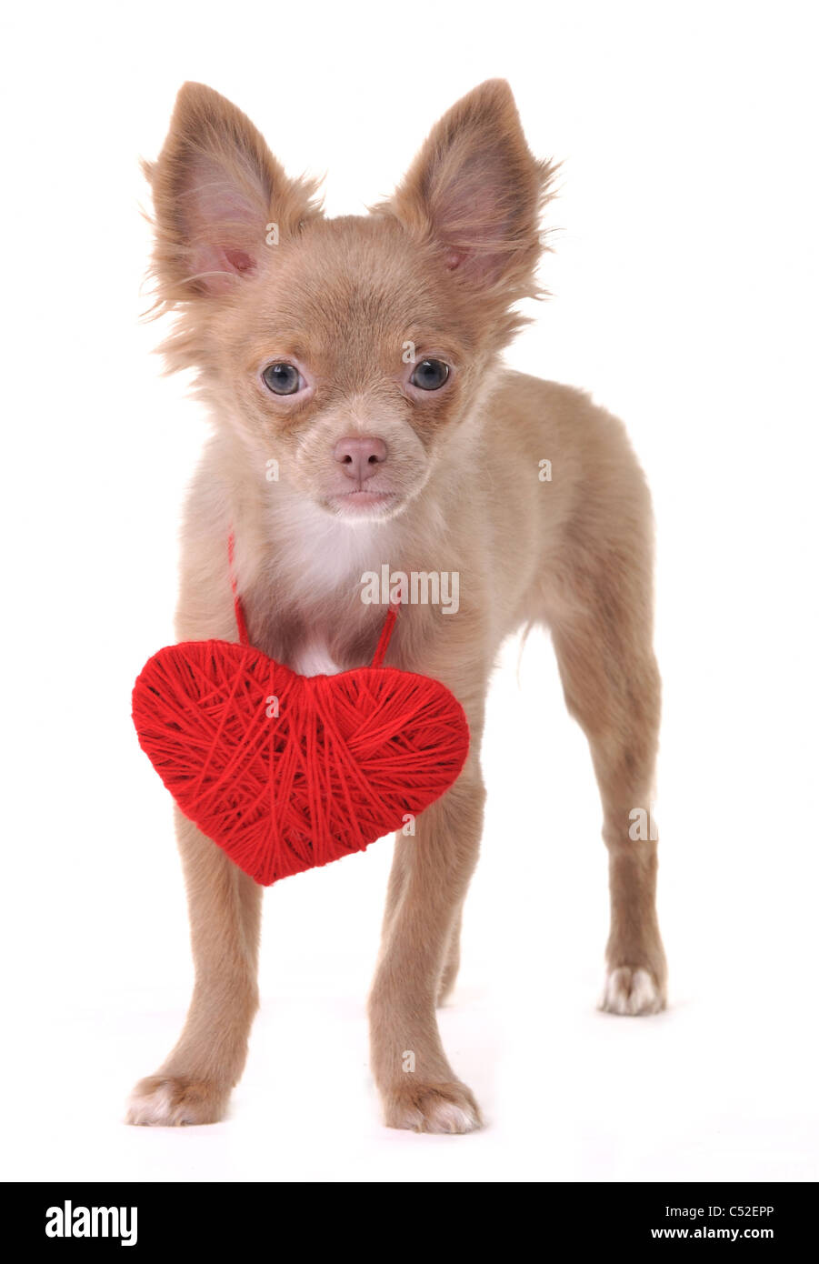 Cute Chihuahua cachorro permanente vistiendo Rosa corazón de San Valentín  Collar de madera aislado sobre fondo blanco Fotografía de stock - Alamy