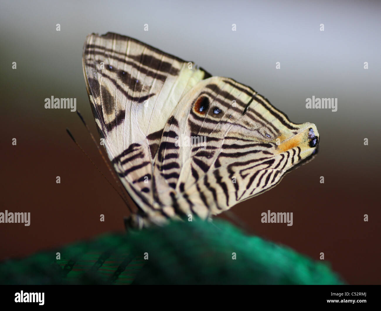 El Dirce, belleza, también conocido como el mosaico o mosaico, Zebra (Colobura dirce) es una mariposa de la familia Nymphalidae. Foto de stock