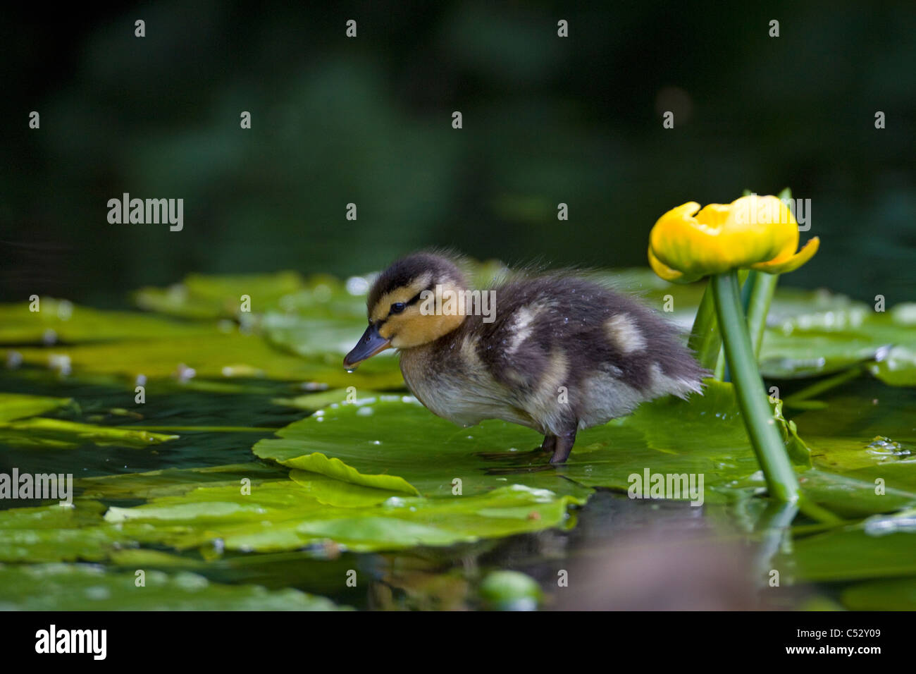 Solo Bebe Fluffy Pato Patito Anas Platyrhynchos Frances Canard Colvert Aleman Espanol Anade Azulon Stockente Fotografia De Stock Alamy