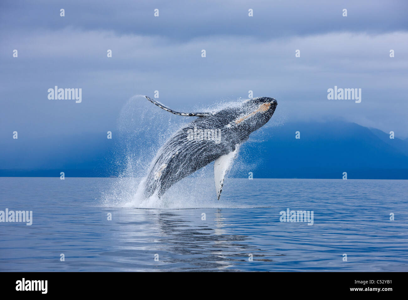 Una ballena jorobada violaciones a lo largo de la costa de la isla Chichagof en Chatham, dentro del estrecho pasaje, Alaska. COMPOSITE Foto de stock