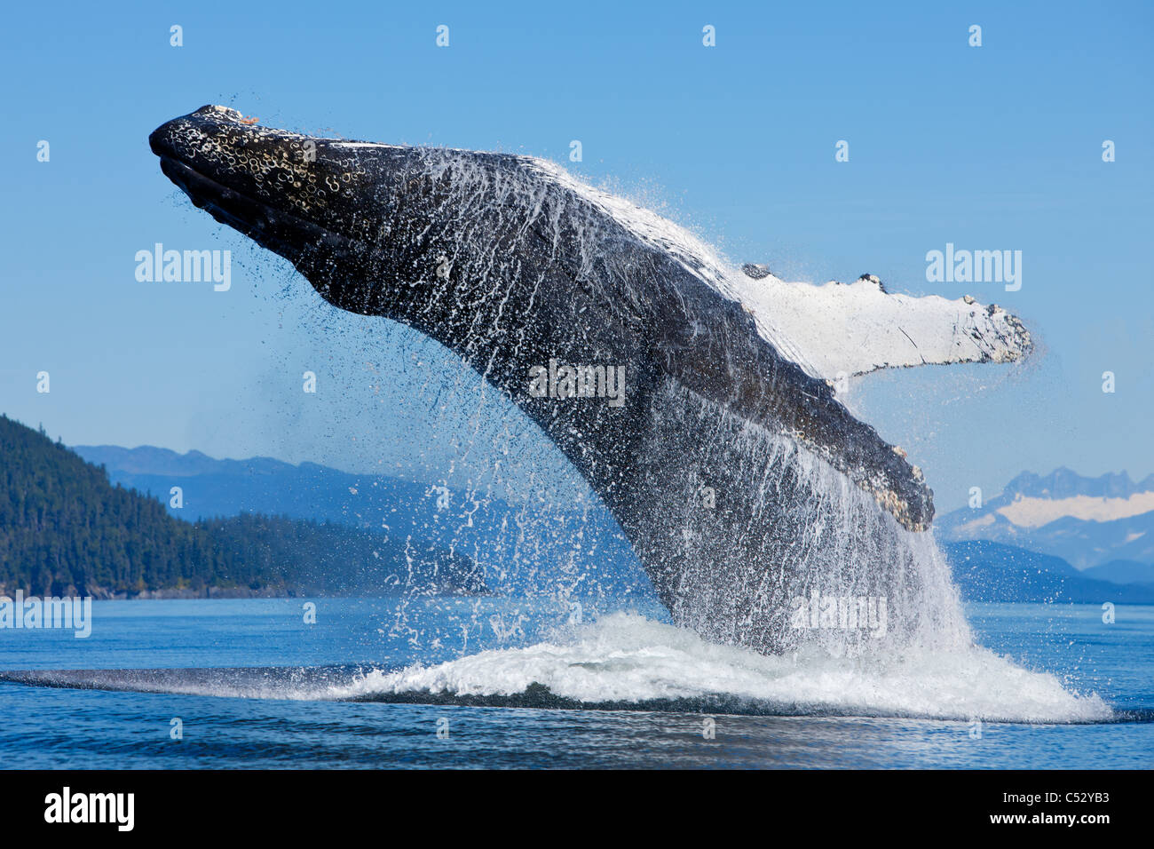 Una ballena jorobada violaciones a lo largo de la costa de la isla Chichagof, dentro del pasaje, Admiralty Island, Alaska Foto de stock