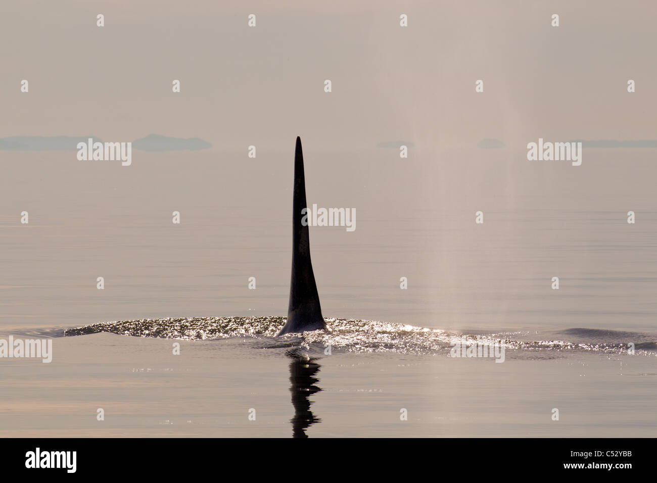 Tall aleta dorsal de una Orca macho adulto grande aflora en el Estrecho de Chatham al atardecer, dentro del pasaje, Alaska Foto de stock
