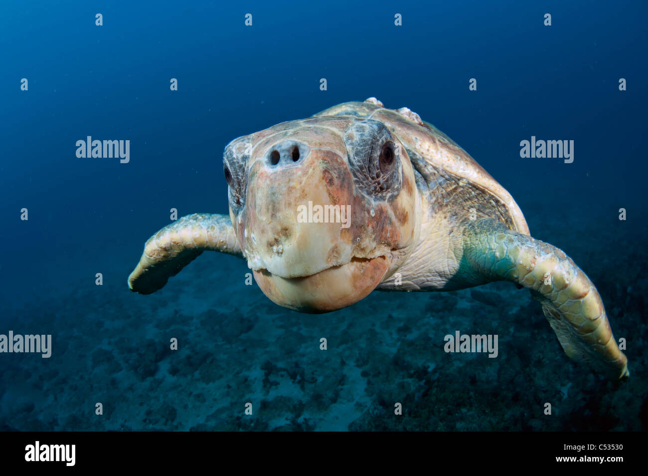 Peligro tortuga boba (Caretta caretta) debajo del agua en el condado de Palm Beach, FL. Foto de stock