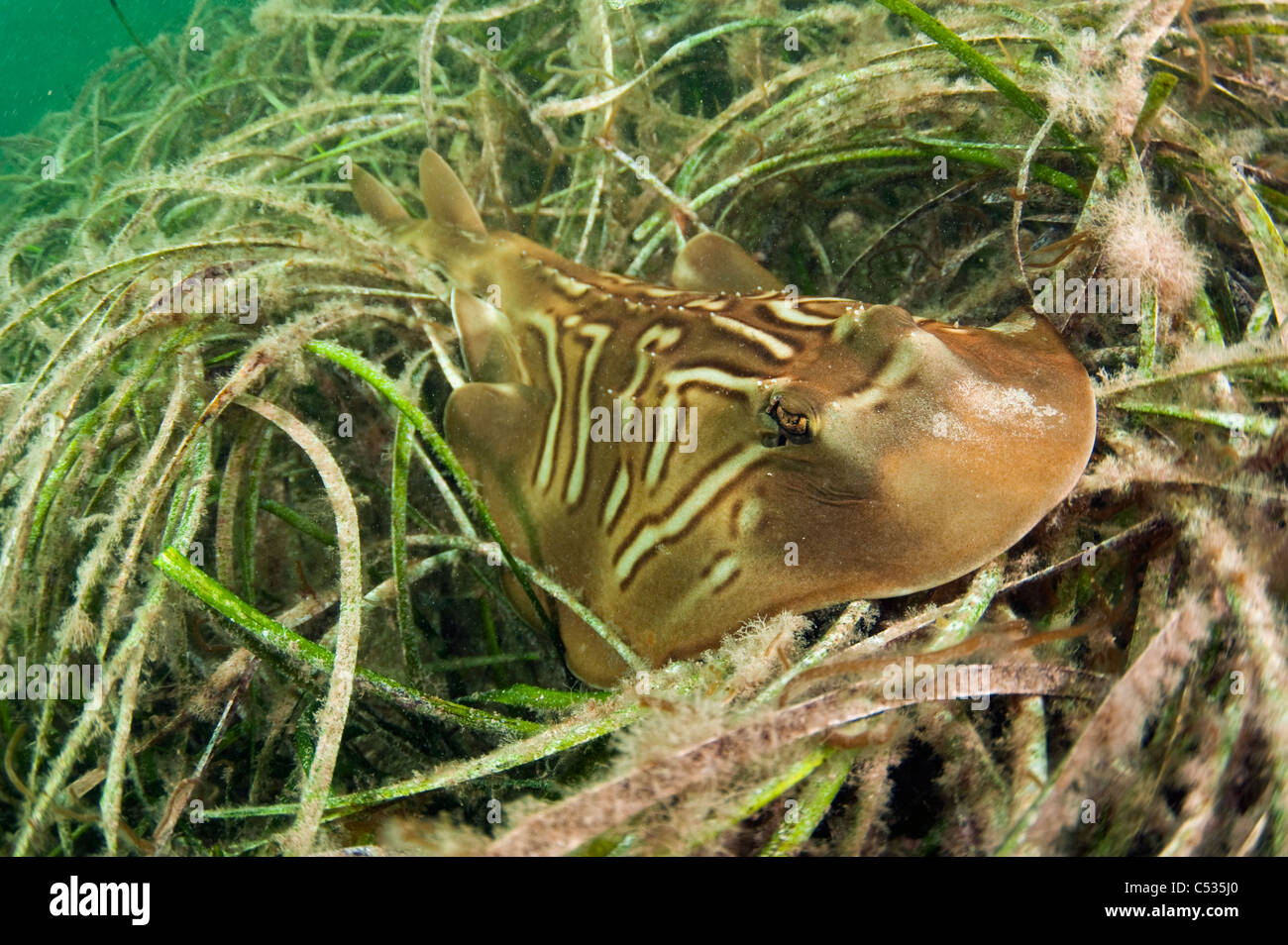Un Sur de Fiddler Ray (Trygonorrhina fasciata) descansa sobre un lecho de hierba de mar en Edithburgh, Australia del Sur. Foto de stock