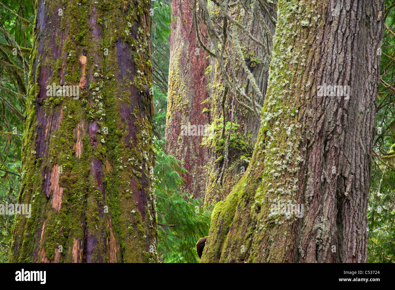 Bosques antiguos, la arboleda de los Patriarcas, el Parque Nacional Monte Rainier, Washington Foto de stock