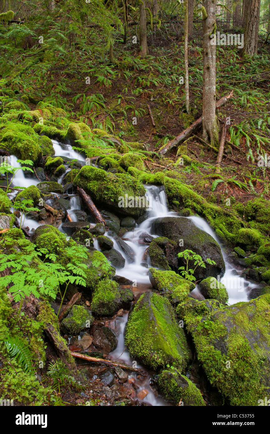 Flujo en cascada, el Parque Nacional Monte Rainier, Washington Foto de stock
