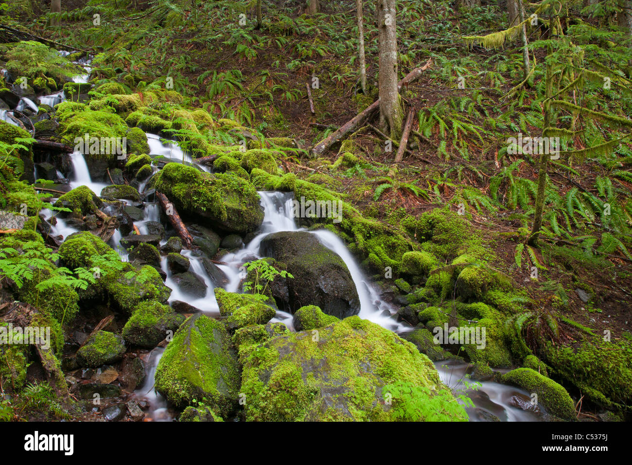 Flujo en cascada, el Parque Nacional Monte Rainier, Washington Foto de stock