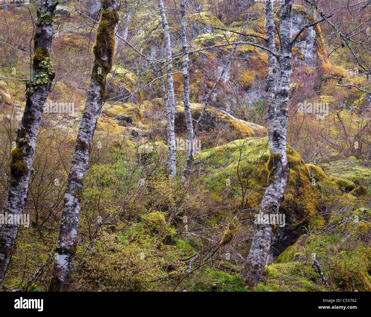 Rocas, árboles y musgo, el Parque Nacional Monte Rainier, Washington Foto de stock