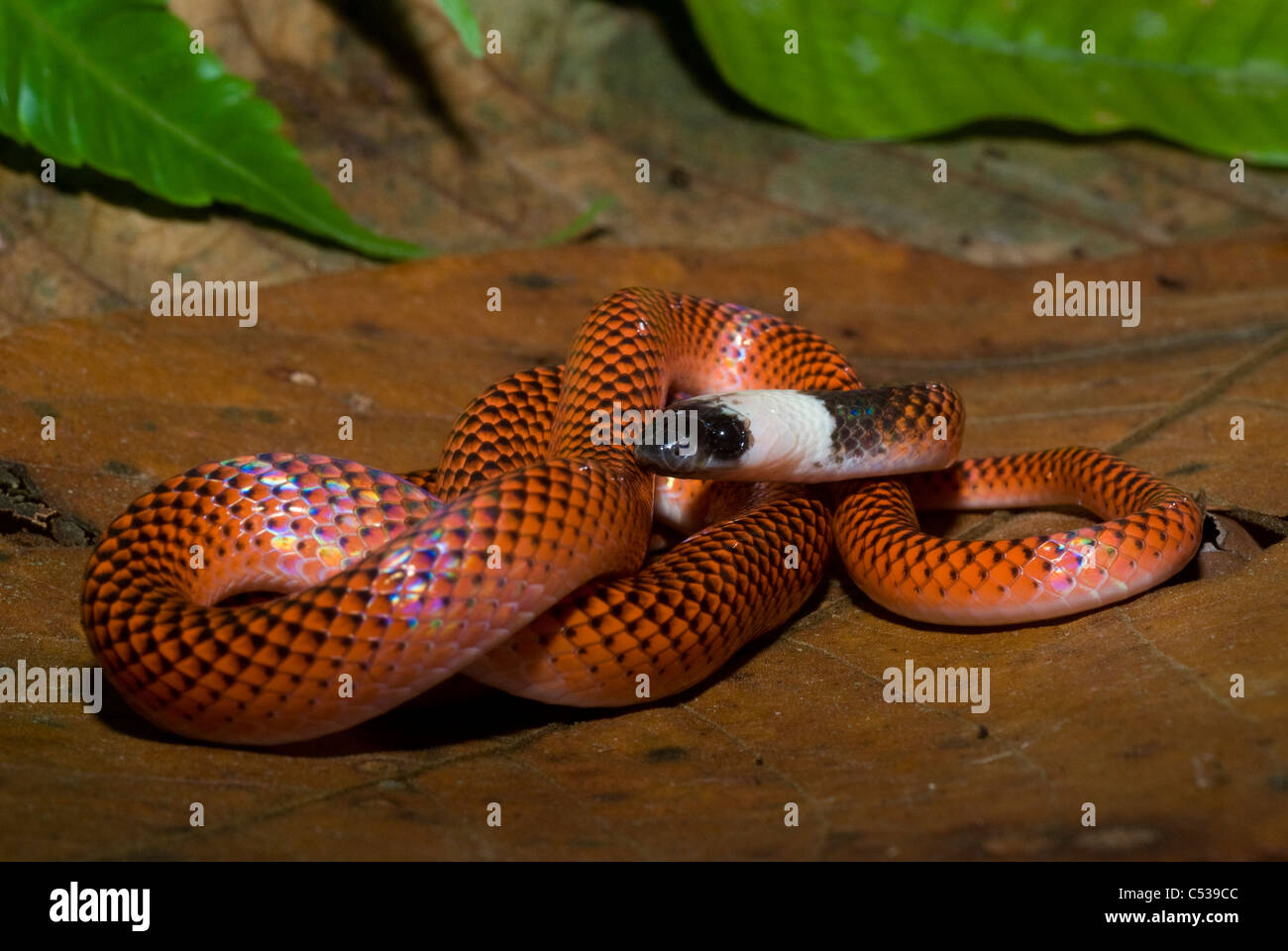 Black Collared (aka Amazon egg eater; Drepanoides anomalus) serpiente en la selva amazónica peruana Foto de stock