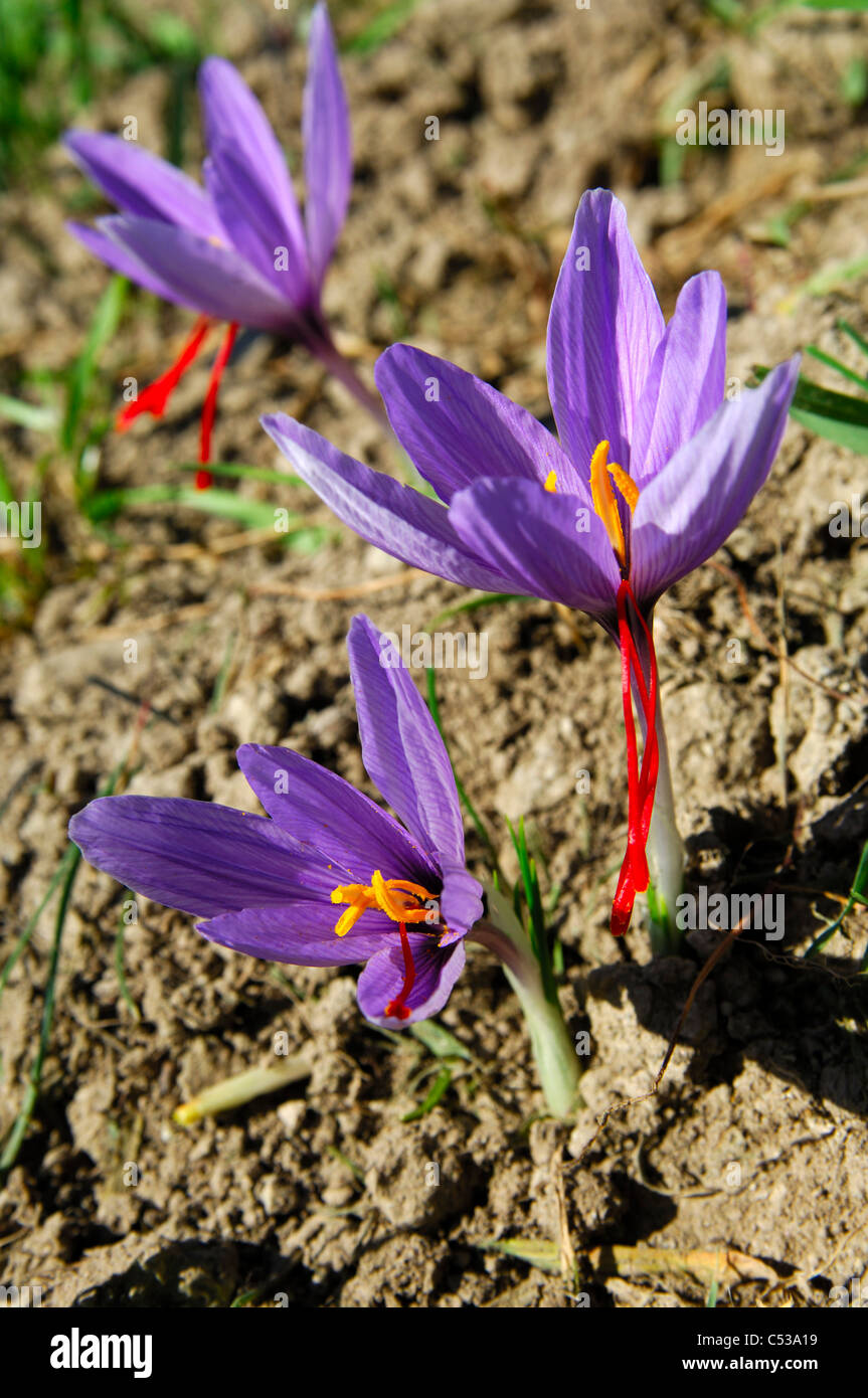 En otoño, las flores, el azafrán azafrán Crocus sativus, con las típicas tres estigmas de color rojo vivo, Mund, Valais, Suiza Foto de stock