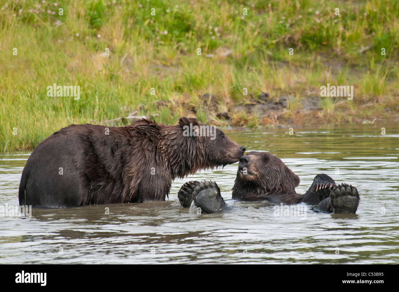 Los osos pardos juegan en un estanque en el Centro de Conservación de la vida silvestre de Alaska, Southcentral Alaska, Verano Foto de stock