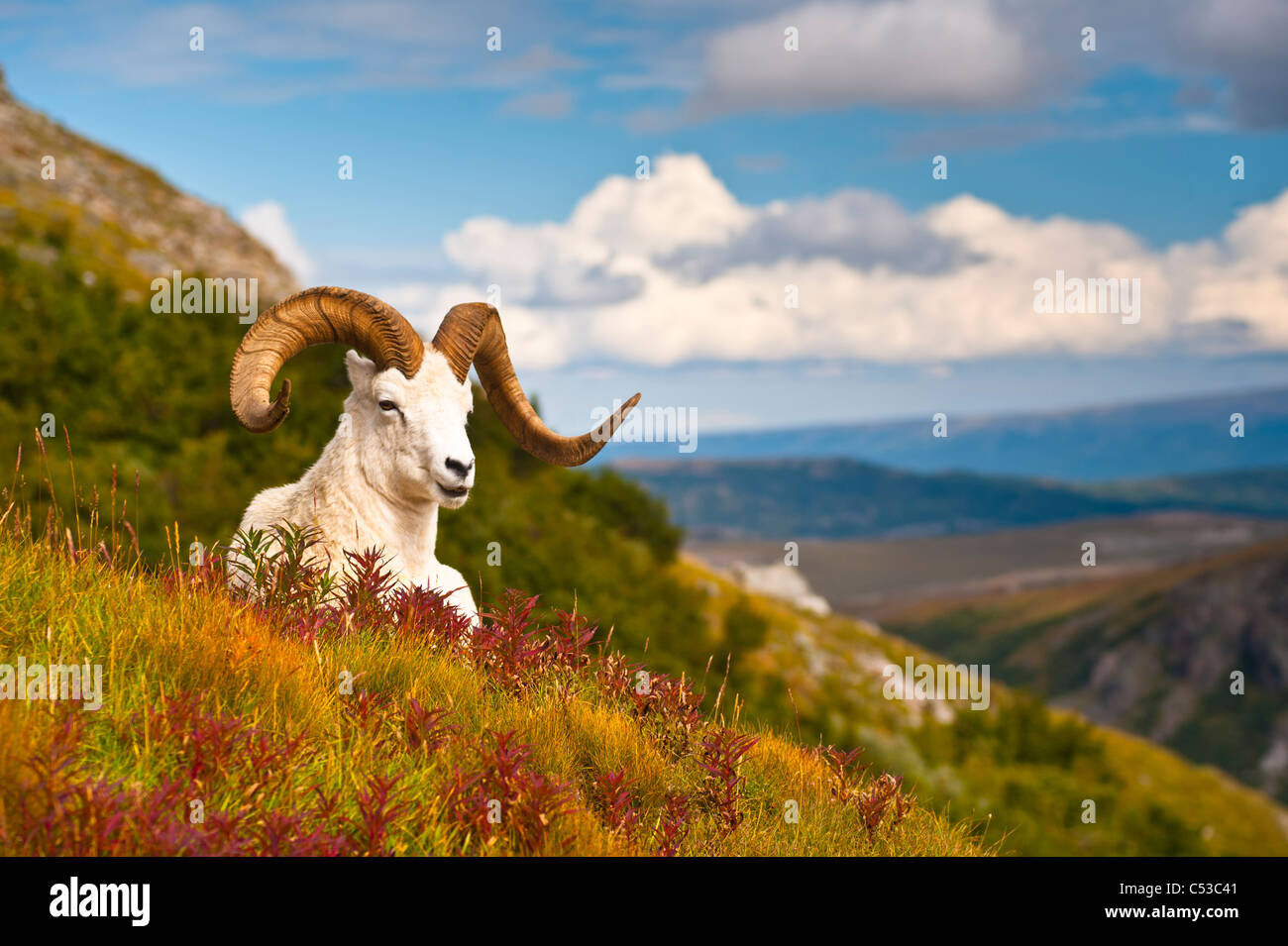 Adulto Dall sheep ram descansando sobre la ladera de una colina sobre la caída de la tundra, cerca del valle del río salvaje en el Parque Nacional Denali, Alaska Foto de stock