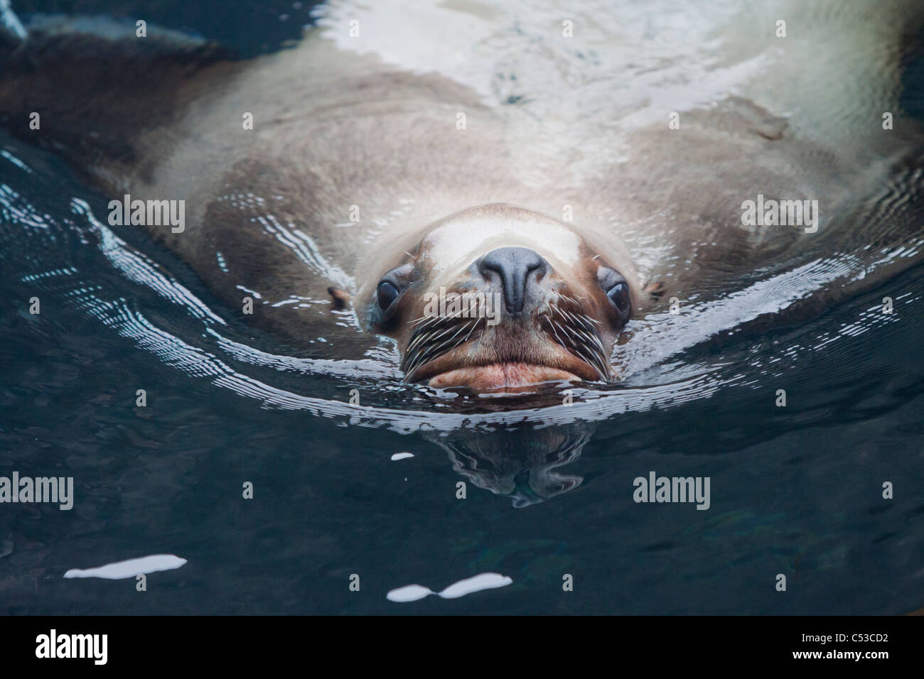 Un adulto macho nada hacia Lobos, Alaska SeaLife Center, Seward, Southcentral Alaska, verano. Cautiva Foto de stock