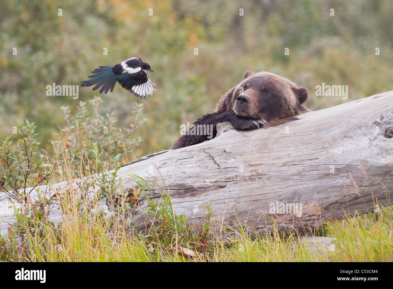 Grizzly Bear yace sobre un registro y relojes de una urraca volaba a unos cuantos pies de distancia, el Centro de Conservación de la vida silvestre de Alaska, Alaska. Cautiva Foto de stock