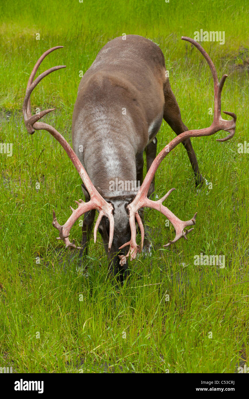 Un toro de caribú se alimenta de las hierbas verdes en el Centro de Conservación de la vida silvestre de Alaska, Southcentral Alaska, verano. Cautiva Foto de stock