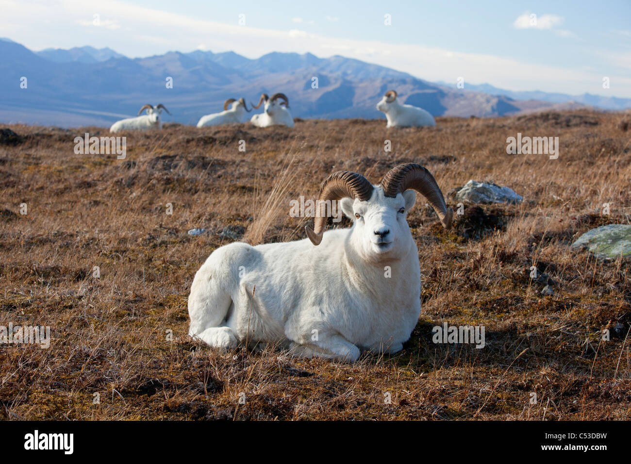 Una banda de Dall sheep mentira de carneros y descansar en una pradera de alta montaña, el Parque Nacional Denali y preservar, interior de Alaska, Otoño Foto de stock