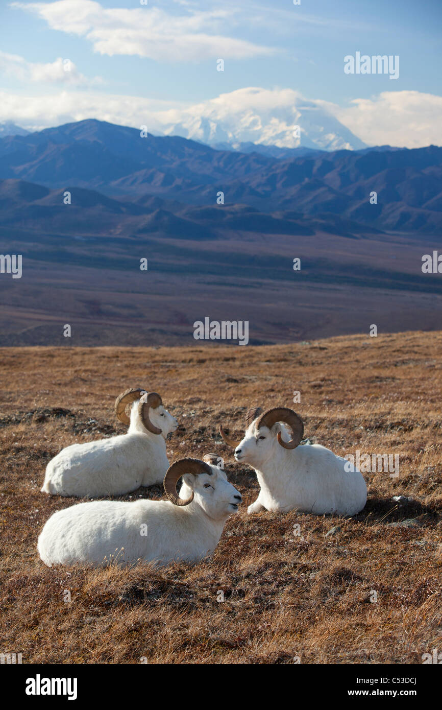 Tres ovejas Dall ram descansando en una pradera de alta montaña con Mt. McKinley en el fondo, interior de Alaska, Otoño Foto de stock