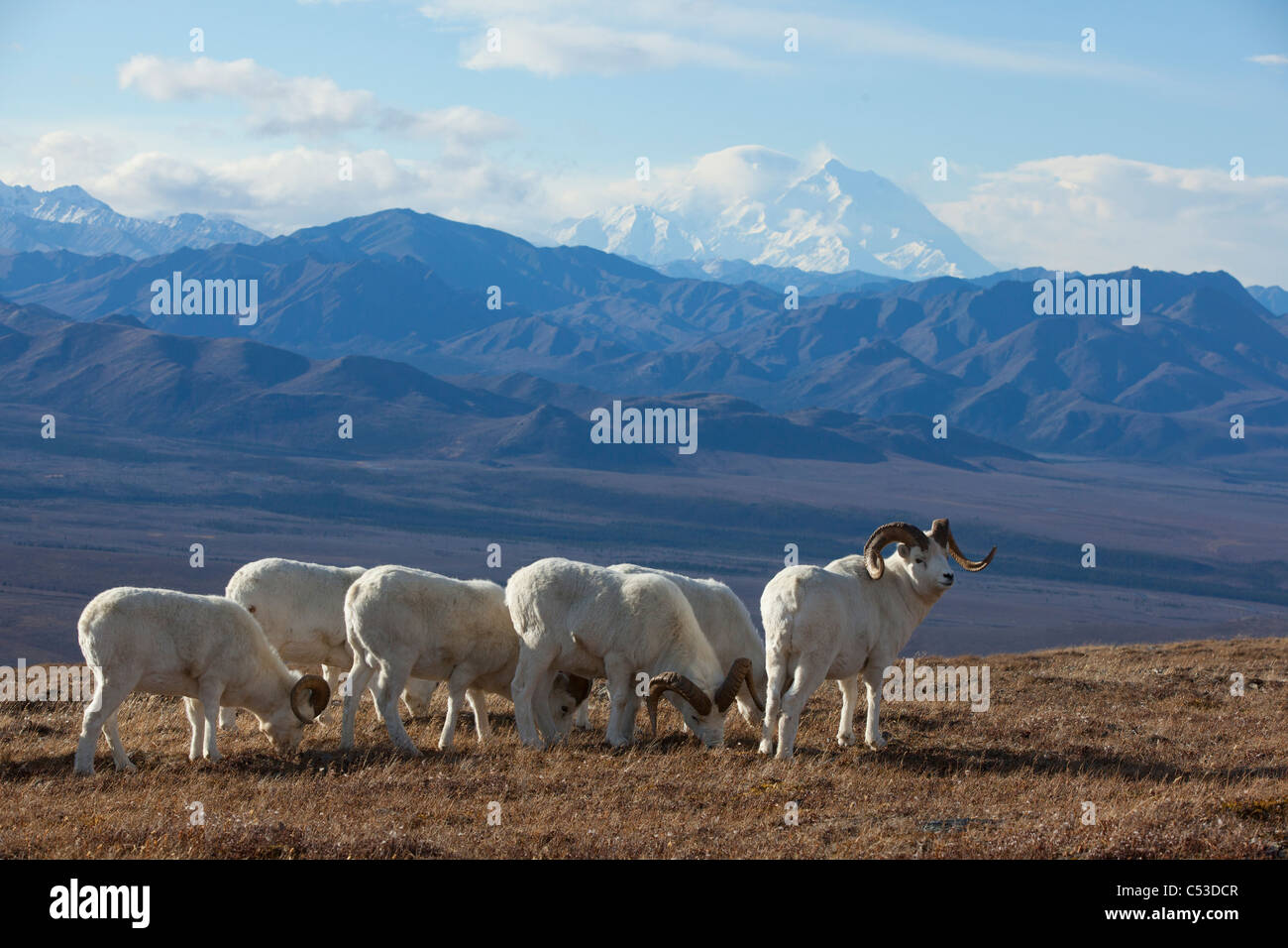 Banda de Dall sheep ram data y pastan en una pradera de alta montaña con Mt. McKinley en el fondo, interior de Alaska Foto de stock