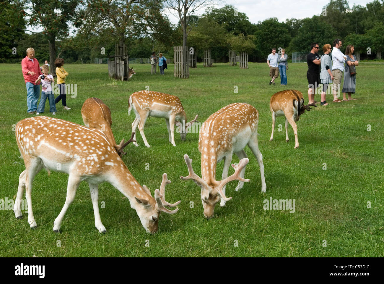 Richmond Park en Surrey. Joven ciervo alimentación con londinenses turistas mirando. Ciervos todavía tan joven como para no preocuparse por los seres humanos. Foto de stock