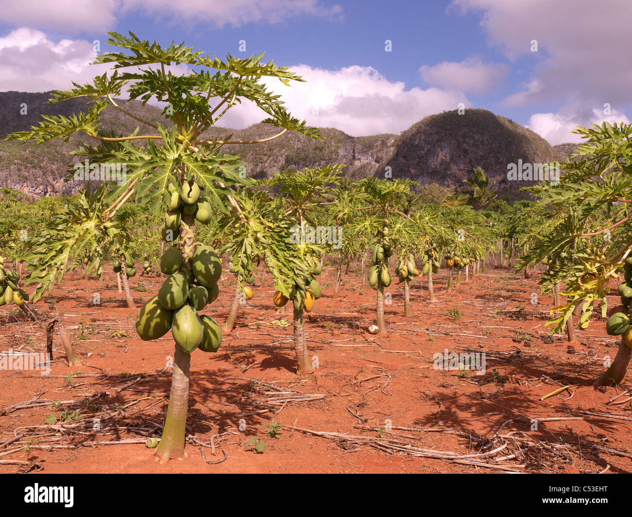 La agricultura en Rio del Carmen,Valle de Viñales, Cuba Foto de stock