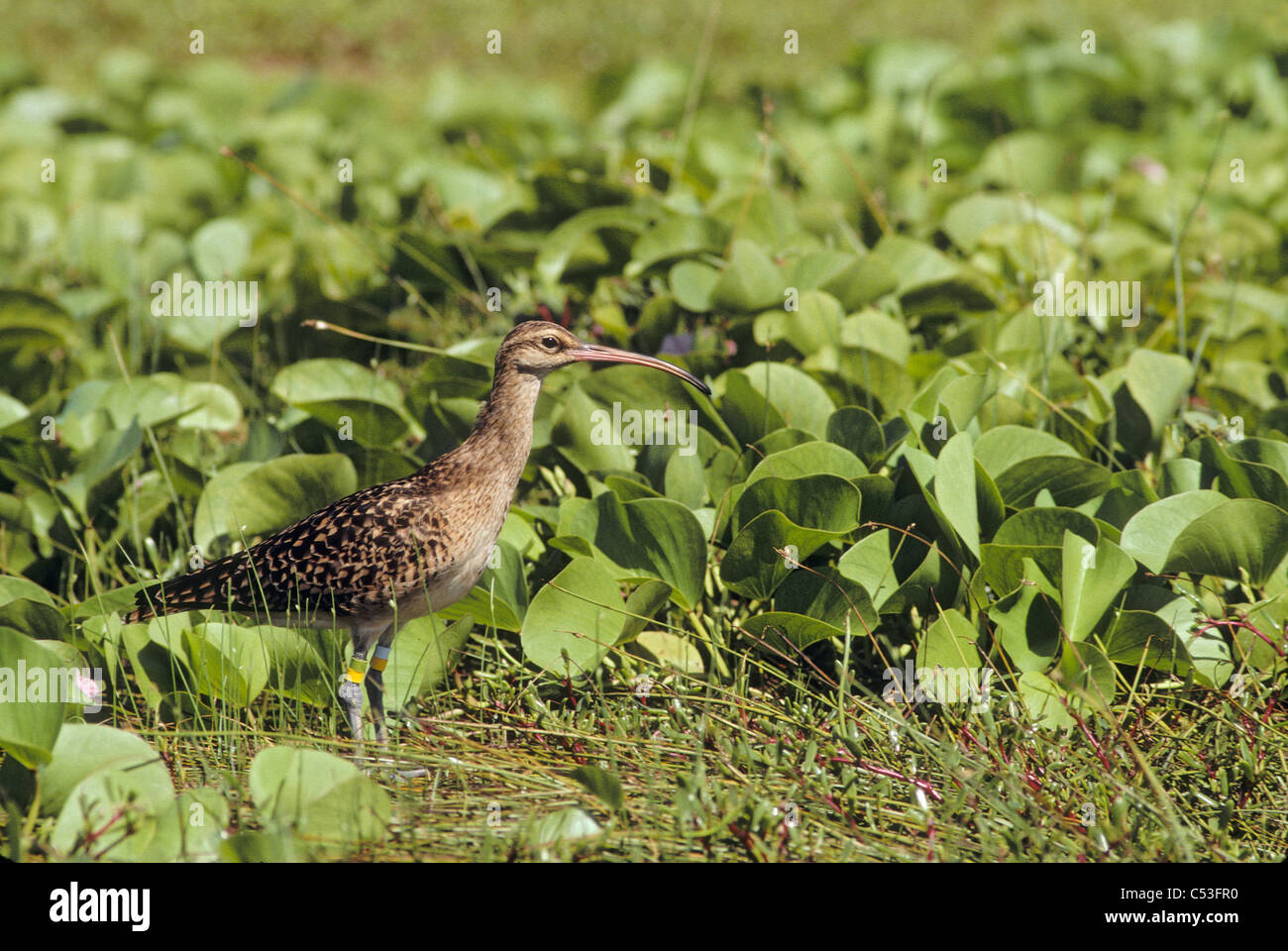 Cerdas con bandas-thighed curlew en invernando en la isla de Laysan, al noroeste de Las Islas de Hawaii National Wildlife Refuge, Hawai, Verano Foto de stock