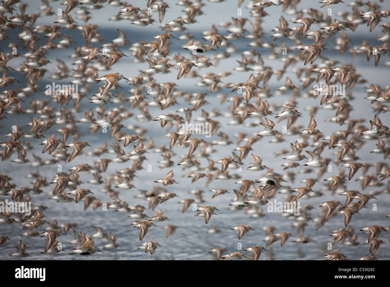 Gran bandada de aves playeras de tomar vuelo sobre pisos de lodo de la Bahía Hartney durante la migración de primavera, Delta del Río Cobre, Alaska Foto de stock