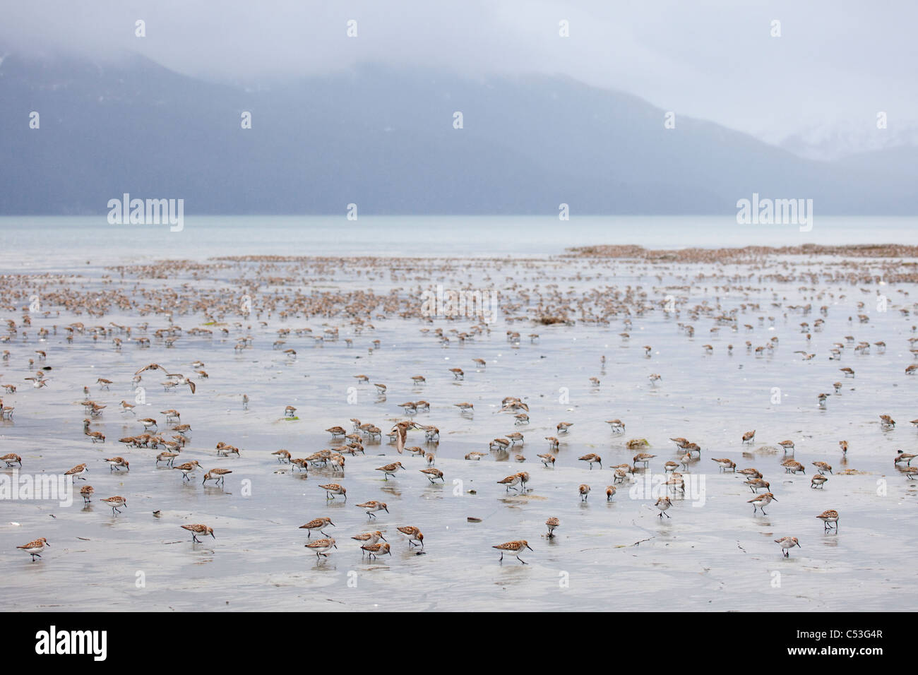 Bandada de aves playeras dispersa y alimentándose con pisos de lodo de la Bahía Hartney durante la migración de primavera, Delta del Río Cobre, Alaska Foto de stock