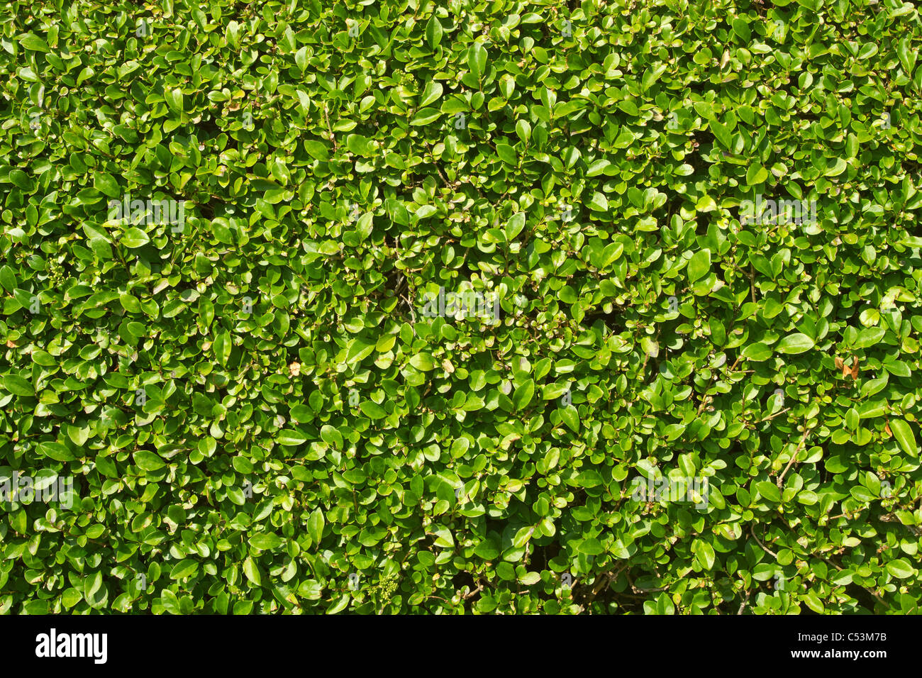 Un jardín cuidadosamente arreglados hedge hojas verdes de cerca. Foto de stock