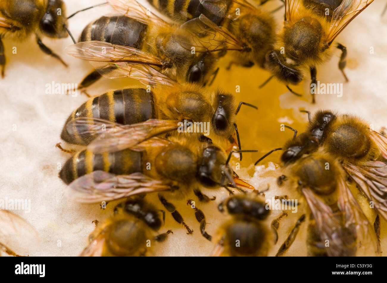 Las abejas melíferas Apis mellifera sobre Honeycomb Foto de stock