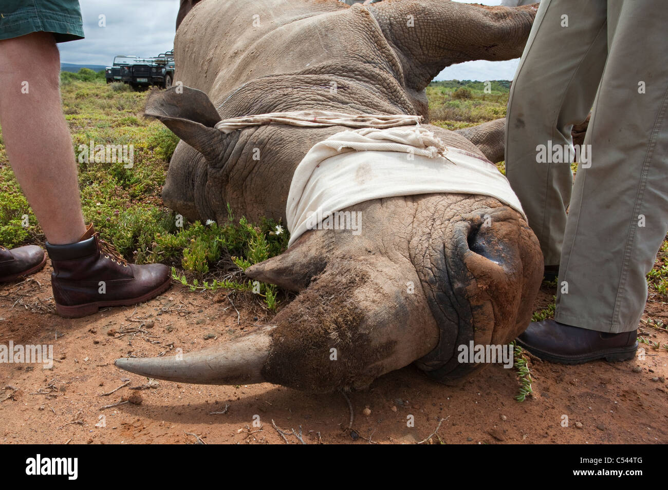 Tranquilised rinoceronte blanco, antes de la cirugía para reparar la lesión, Kwandwe Private Game Reserve, Eastern Cape, Sudáfrica Foto de stock
