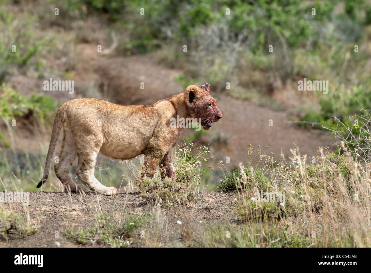 Cachorro de león, Panthera leo, con la cara sangrienta al alimentarse de matar, reserva privada de Kwandwe, Eastern Cape, Sudáfrica Foto de stock