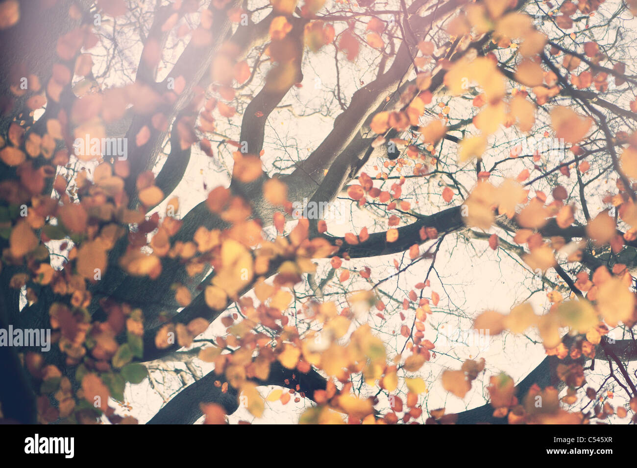 Árbol de otoño Foto de stock